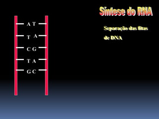 A
T
C
T
G
Separação das fitas
de DNA
T
A
G
A
C
 