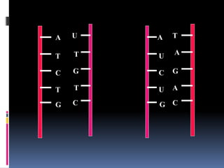 A
T
C
T
G
T
A
G
A
C
U
T
G
T
C
A
U
C
U
G
 
