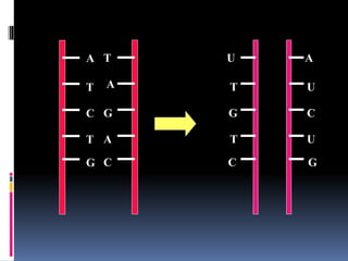 A
T
C
T
G
T
A
G
A
C
U
T
G
T
C
A
U
C
U
G
 
