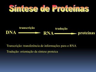 DNA RNA proteínas
transcrição tradução
Transcrição: transferência de informações para o RNA
Tradução: orientação da síntese proteica
 