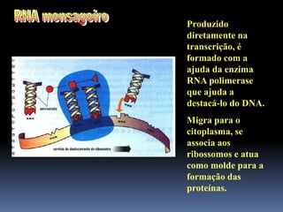 Produzido
diretamente na
transcrição, é
formado com a
ajuda da enzima
RNA polimerase
que ajuda a
destacá-lo do DNA.
Migra para o
citoplasma, se
associa aos
ribossomos e atua
como molde para a
formação das
proteínas.
 