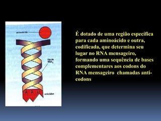 É dotado de uma região específica
para cada aminoácido e outra,
codificada, que determina seu
lugar no RNA mensageiro,
formando uma sequência de bases
complementares aos codons do
RNA mensageiro chamadas anti-
codons
 