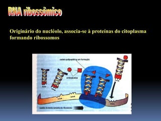 Originário do nucléolo, associa-se à proteínas do citoplasma
formando ribossomos
 
