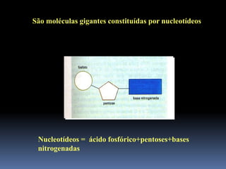 São moléculas gigantes constituídas por nucleotídeos
Nucleotídeos = ácido fosfórico+pentoses+bases
nitrogenadas
 