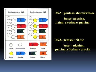 DNA - pentose: desoxirribose
bases: adenina,
timina, citosina e guanina
RNA- pentose: ribose
bases: adenina,
guanina, citosina e uracila
 