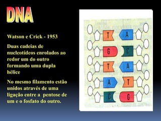 Watson e Crick - 1953
Duas cadeias de
nucleotídeos enrolados ao
redor um do outro
formando uma dupla
hélice
No mesmo filamento estão
unidos através de uma
ligação entre a pentose de
um e o fosfato do outro.
 