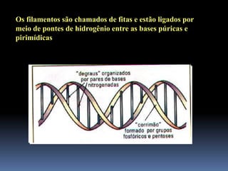 Os filamentos são chamados de fitas e estão ligados por
meio de pontes de hidrogênio entre as bases púricas e
pirimídicas
 