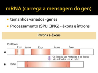  tamanhos variados -genes
 Processamento (SPLICING) - éxons e íntrons
 