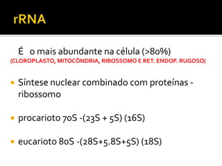 É o mais abundante na célula (>80%)
(CLOROPLASTO, MITOCÔNDRIA, RIBOSSOMO E RET. ENDOP. RUGOSO)
 Síntese nuclear combinado com proteínas -
ribossomo
 procarioto 70S -(23S + 5S) (16S)
 eucarioto 80S -(28S+5.8S+5S) (18S)
 