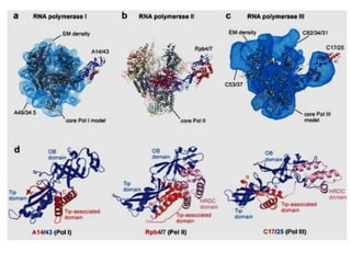 Dna e rna (1)