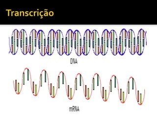 Dna e rna (1)