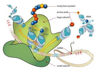 Dna e rna (1)