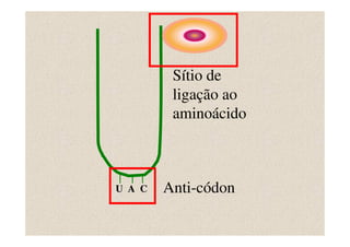 Sítio de
         ligação ao
         aminoácido



U A C   Anti-códon
 