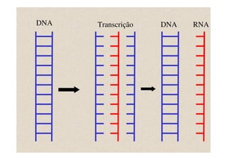 DNA   Transcrição   DNA   RNA
 