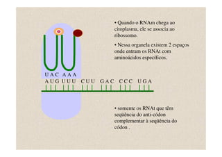 • Quando o RNAm chega ao
                    citoplasma, ele se associa ao
                    ribossomo.
                    • Nessa organela existem 2 espaços
                    onde entram os RNAt com
                    aminoácidos específicos.


UAC AAA
AUG UUU CUU   GAC     CCC UGA




                    • somente os RNAt que têm
                    seqüência do anti-códon
                    complementar à seqüência do
                    códon .
 