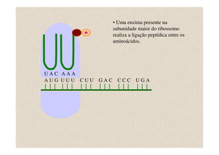 • Uma enzima presente na
                    subunidade maior do ribossomo
                    realiza a ligação peptídica entre os
                    aminoácidos.




UAC AAA
AUG UUU CUU   GAC     CCC UGA
 