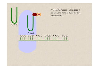 • O RNAt “vazio” volta para o
                          citoplasma para se ligar a outro
                          aminoácido.


UAC


          AAA
      AUG UUU CUU   GAC     CCC UGA
 