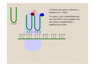 • O ribossomo agora se desloca a
                        distância de 1 códon.
                        • o espaço vazio é preenchido por
                        um outro RNAt com seqüência do
                        anti-códon complementar à
UAC                     seqüência do códon.


          AAA GAA
      AUG UUU CUU GAC     CCC UGA
 