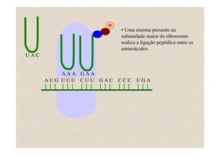 • Uma enzima presente na
                        subunidade maior do ribossomo
                        realiza a ligação peptídica entre os
                        aminoácidos.
UAC


          AAA GAA
      AUG UUU CUU GAC   CCC UGA
 
