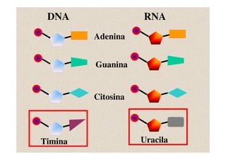 DNA                RNA
         Adenina


         Guanina


         Citosina




Timina              Uracila
 