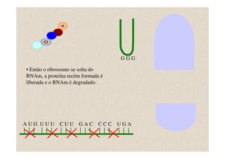 GGG

• Então o ribossomo se solta do
RNAm, a proteína recém formada é
liberada e o RNAm é degradado.




AUG UUU      CUU      GAC     CCC UGA
 