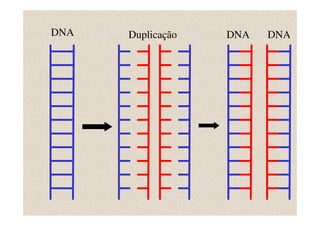 DNA   Duplicação   DNA   DNA
 