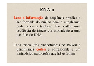 RNAm
Leva a informação da seqüência protéica a
 ser formada do núcleo para o citoplasma,
 onde ocorre a tradução. Ele contém uma
 seqüência de trincas correspondente a uma
 das fitas do DNA.

Cada trinca (três nucleotídeos) no RNAm é
 denominada códon e corresponde a um
 aminoácido na proteína que irá se formar
 