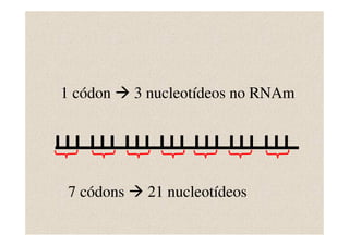 1 códon     3 nucleotídeos no RNAm




 7 códons    21 nucleotídeos
 