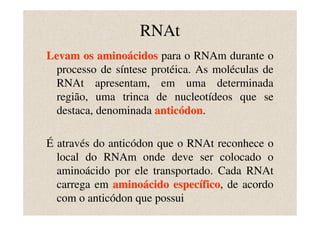 RNAt
Levam os aminoácidos para o RNAm durante o
  processo de síntese protéica. As moléculas de
  RNAt apresentam, em uma determinada
  região, uma trinca de nucleotídeos que se
  destaca, denominada anticódon.
                             don

É através do anticódon que o RNAt reconhece o
  local do RNAm onde deve ser colocado o
  aminoácido por ele transportado. Cada RNAt
  carrega em aminoácido específico, de acordo
                                fico
  com o anticódon que possui
 