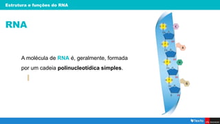 Estrutura e funções do RNA
RNA
A molécula de RNA é, geralmente, formada
por um cadeia polinucleotídica simples.
 