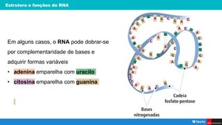 Estrutura e funções do RNA
Em alguns casos, o RNA pode dobrar-se
por complementaridade de bases e
adquirir formas variáveis
• adenina emparelha com uracilo
• citosina emparelha com guanina
 