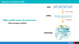 Estrutura e funções do RNA
RNA codificantes de proteínas
• RNA mensageiro (mRNA)
 