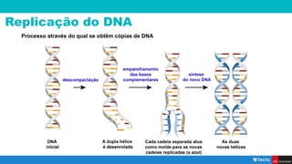 Replicação do DNA
Processo através do qual se obtêm cópias de DNA
 