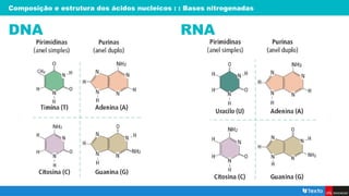 Composição e estrutura dos ácidos nucleicos : : Bases nitrogenadas
DNA RNA
 