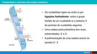 Composição e estrutura dos ácidos nucleicos
• Os nucleótidos ligam-se entre si por
ligações fosfodiéster, entre o grupo
fosfato de um nucleótido e o carbono 3’
da pentose do nucleótido seguinte.
• Uma cadeia polinucleotídica tem duas
extremidades: 5’ e 3’.
• A polimerização de uma cadeia ocorre no
sentido 5’- 3’
 