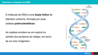 Estrutura e funções do DNA
A molécula de DNA é uma dupla hélice de
diâmetro uniforme, formada por duas
cadeias polinucleotídicas.
As cadeias enrolam-se em espiral no
sentido dos ponteiros do relógio, em torno
de um eixo imaginário.
 
