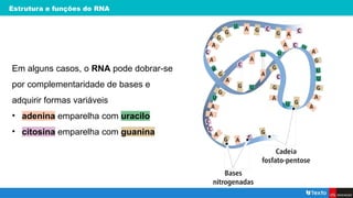 Estrutura e funções do RNA
Em alguns casos, o RNA pode dobrar-se
por complementaridade de bases e
adquirir formas variáveis
• adenina emparelha com uracilo
• citosina emparelha com guanina
 
