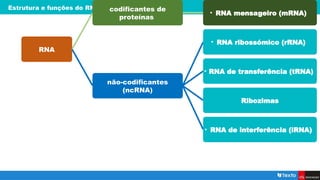 Estrutura e funções do RNA
RNA
codificantes de
proteínas
• RNA mensageiro (mRNA)
não-codificantes
(ncRNA)
• RNA ribossómico (rRNA)
• RNA de transferência (tRNA)
Ribozimas
• RNA de interferência (iRNA)
 