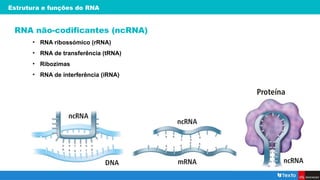 Estrutura e funções do RNA
RNA não-codificantes (ncRNA)
• RNA ribossómico (rRNA)
• RNA de transferência (tRNA)
• Ribozimas
• RNA de interferência (iRNA)
 