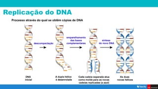Replicação do DNA
Processo através do qual se obtêm cópias de DNA
 