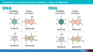 Composição e estrutura dos ácidos nucleicos : : Bases nitrogenadas
DNA RNA
 