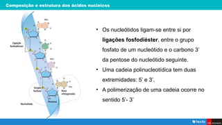Composição e estrutura dos ácidos nucleicos
• Os nucleótidos ligam-se entre si por
ligações fosfodiéster, entre o grupo
fosfato de um nucleótido e o carbono 3’
da pentose do nucleótido seguinte.
• Uma cadeia polinucleotídica tem duas
extremidades: 5’ e 3’.
• A polimerização de uma cadeia ocorre no
sentido 5’- 3’
 