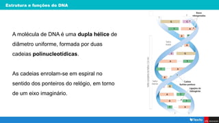 Estrutura e funções do DNA
A molécula de DNA é uma dupla hélice de
diâmetro uniforme, formada por duas
cadeias polinucleotídicas.
As cadeias enrolam-se em espiral no
sentido dos ponteiros do relógio, em torno
de um eixo imaginário.
 
