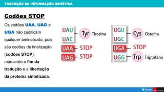 TRADUÇÃO DA INFORMAÇÃO GENÉTICA
Codões STOP
Os codões UAA, UAG e
UGA não codificam
qualquer aminoácido, pois
são codões de finalização
(codões STOP),
marcando o fim da
tradução e a libertação
da proteína sintetizada.
 