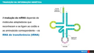 TRADUÇÃO DA INFORMAÇÃO GENÉTICA
A tradução do mRNA depende de
moléculas adaptadoras que
reconhecem e se ligam ao codão e
ao aminoácido correspondente – os
RNA de transferência (tRNA)
 