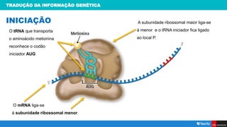 TRADUÇÃO DA INFORMAÇÃO GENÉTICA
INICIAÇÃO
O tRNA que transporta
o aminoácido metionina
reconhece o codão
iniciador AUG
O mRNA liga-se
à subunidade ribossomal menor.
A subunidade ribossomal maior liga-se
à menor e o tRNA iniciador fica ligado
ao local P.
 
