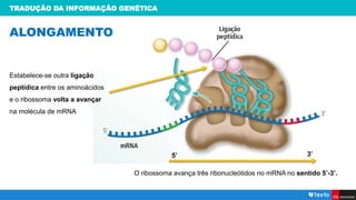 TRADUÇÃO DA INFORMAÇÃO GENÉTICA
ALONGAMENTO
Estabelece-se outra ligação
peptídica entre os aminoácidos
e o ribossoma volta a avançar
na molécula de mRNA
O ribossoma avança três ribonucleótidos no mRNA no sentido 5’-3’.
5’ 3’
 
