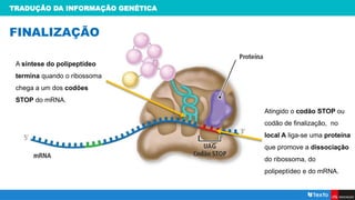 TRADUÇÃO DA INFORMAÇÃO GENÉTICA
FINALIZAÇÃO
Atingido o codão STOP ou
codão de finalização, no
local A liga-se uma proteína
que promove a dissociação
do ribossoma, do
polipeptídeo e do mRNA.
A síntese do polipeptídeo
termina quando o ribossoma
chega a um dos codões
STOP do mRNA.
 