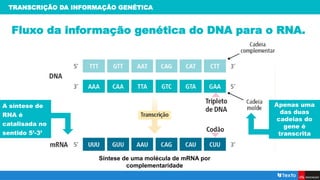 Fluxo da informação genética do DNA para o RNA.
Apenas uma
das duas
cadeias do
gene é
transcrita
A síntese de
RNA é
catalisada no
sentido 5’-3’
Síntese de uma molécula de mRNA por
complementaridade
TRANSCRIÇÃO DA INFORMAÇÃO GENÉTICA
 