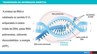 TRANSCRIÇÃO DA INFORMAÇÃO GENÉTICA
A síntese de RNA é
catalisada no sentido 5’-3’,
antiparalela à cadeia
molde de DNA, pelas RNA
polimerases, utilizando
ribonucleótidos e energia
(ATP).
 